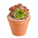 2 inch sempervivum heuffelii 'artemis' live succulent for sale, bamboo pot with compact clumping rosette in pink-purple hues, coppery warm undertones catching light on leaf tips, frost hardy and long-lived perennial succulent, thrives with minimal care outdoors or near sunny windows, an elegant botanical gift for gardeners and collectors