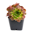 2 inch sempervivum heuffelii 'artemis' live succulent for sale, bamboo pot with compact clumping rosette in pink-purple hues, coppery warm undertones catching light on leaf tips, frost hardy and long-lived perennial succulent, thrives with minimal care outdoors or near sunny windows, an elegant botanical gift for gardeners and collectors