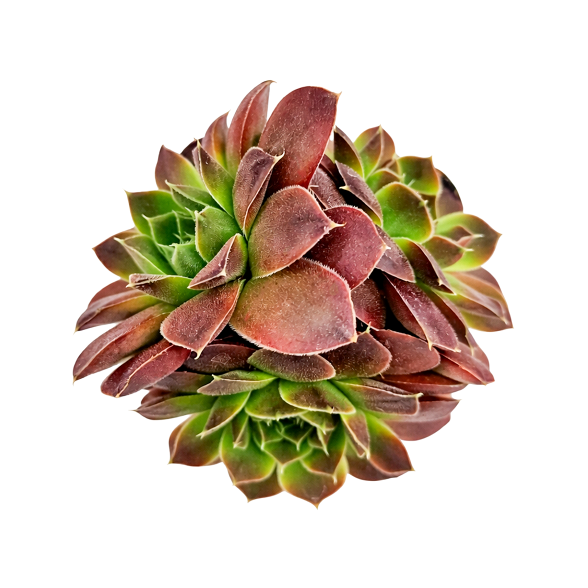 2 inch sempervivum heuffelii 'artemis' live succulent for sale, clay pot display with symmetrical rosette form, seasonal color-shifting foliage from soft pink to deep purple, cold hardy and drought tolerant, slow-spreading compact grower, a refined alpine-inspired decor piece, an ideal rare succulent gift