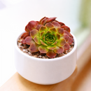 2 inch sempervivum heuffelii 'artemis' live succulent for sale, bamboo pot with compact clumping rosette in pink-purple hues, coppery warm undertones catching light on leaf tips, frost hardy and long-lived perennial succulent, thrives with minimal care outdoors or near sunny windows, an elegant botanical gift for gardeners and collectors