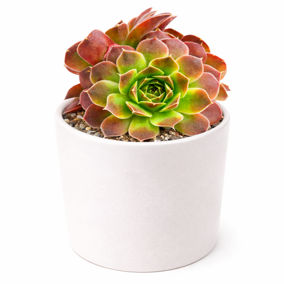 2 inch sempervivum heuffelii 'artemis' live succulent for sale, bamboo pot with compact clumping rosette in pink-purple hues, coppery warm undertones catching light on leaf tips, frost hardy and long-lived perennial succulent, thrives with minimal care outdoors or near sunny windows, an elegant botanical gift for gardeners and collectors