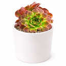 2 inch sempervivum heuffelii 'artemis' live succulent for sale, bamboo pot with compact clumping rosette in pink-purple hues, coppery warm undertones catching light on leaf tips, frost hardy and long-lived perennial succulent, thrives with minimal care outdoors or near sunny windows, an elegant botanical gift for gardeners and collectors