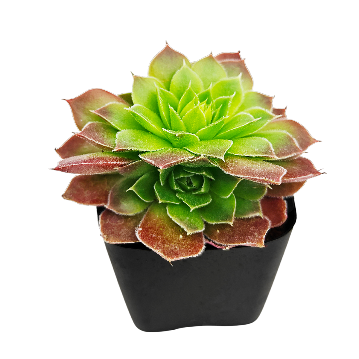 2 inch sempervivum heuffelii 'cherry glow' live succulent for sale, bamboo pot styling, deep red rosette with vivid green heart, cilia-edged leaves with fine fringe texture, purple winter color shift, pet safe and easy care, unique collector succulent gift