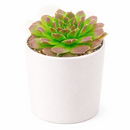 2 inch sempervivum heuffelii 'cherry glow' live succulent for sale, bamboo pot arrangement, bold cherry-red rosette transitioning to deep purple in cool seasons, fine fringed leaf edges, architectural rosette form, cold hardy to zone 4, rare collectors succulent and thoughtful housewarming gift