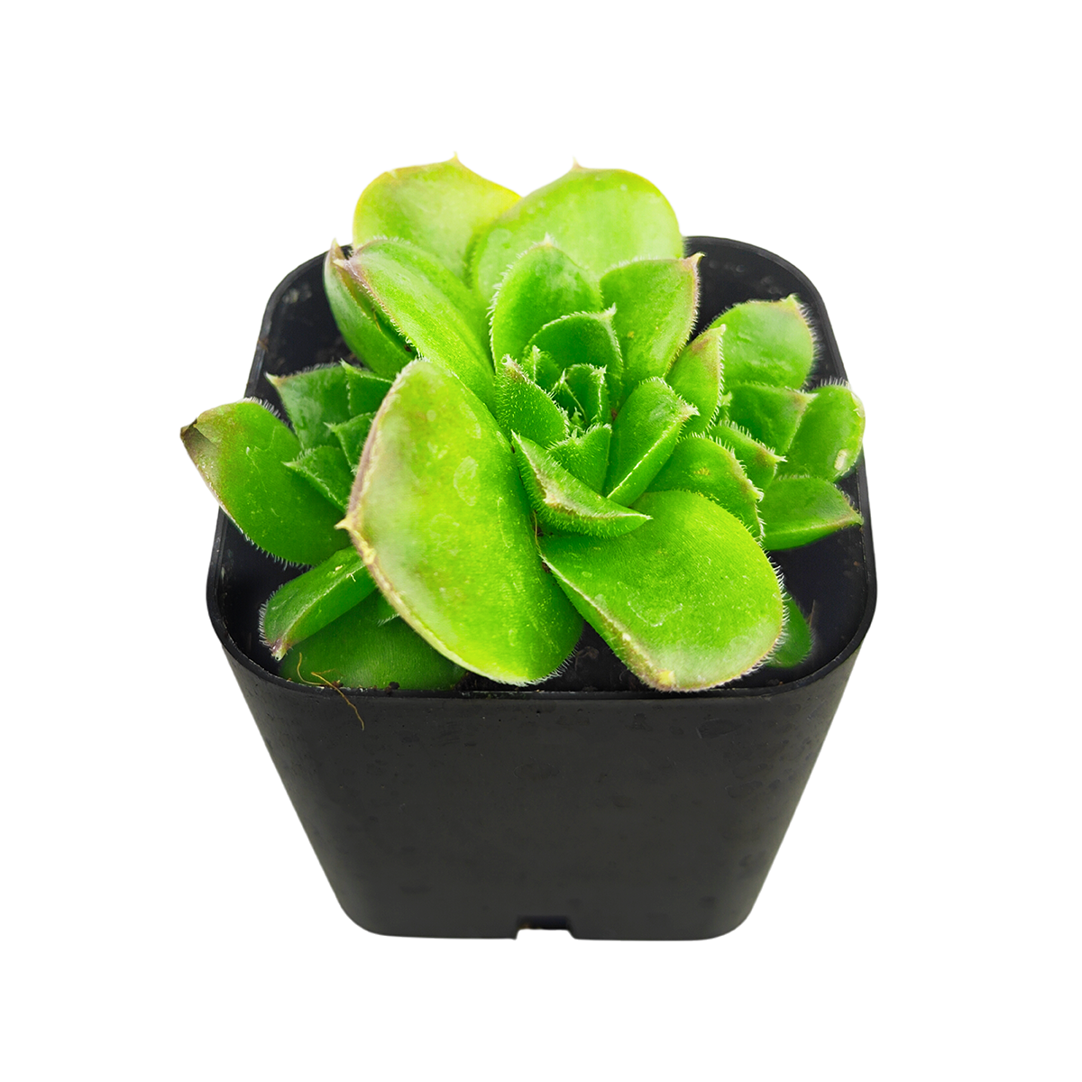 2 inch sempervivum heuffelii 'fandango' live succulent for sale, plastic pot, eye-catching hens and chicks rosette with silvery cilia catching light along leaf edges, vivid seasonal color intensifying in cold temperatures, compact spreader with clumping clusters, fully frost hardy and extremely low maintenance, beautiful in a rock garden or balcony planter, a classic collector succulent ideal as a thoughtful outdoor plant gift