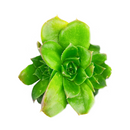 buy sempervivum heuffelii 'fandango' live succulent 2 inch online, clay pot, rare jovibarba heuffelii cultivar with long lime green leaves and bold red margins, fine hair-like cilia leaf detail, architectural rosette form with year-round color interest, thrives outdoors in full sun with excellent drainage, a long-lived heirloom succulent and a unique gift for gardeners and plant collectors alike
