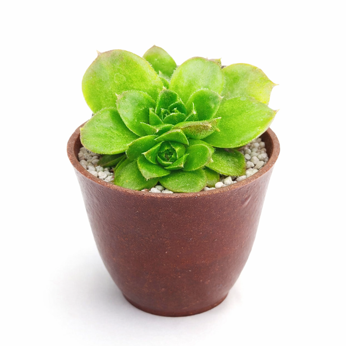 buy sempervivum heuffelii 'fandango' live succulent 2 inch online, bamboo pot, bold bi-color rosette with lime green center and spreading crimson margins in autumn and winter, tough leathery leaves resistant to weather and handling, slow clumping growth habit, zone 4 cold hardy and drought tolerant, a chic eco-friendly garden gift for all seasons