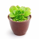 buy sempervivum heuffelii 'fandango' live succulent 2 inch online, clay pot, rare jovibarba heuffelii cultivar with long lime green leaves and bold red margins, fine hair-like cilia leaf detail, architectural rosette form with year-round color interest, thrives outdoors in full sun with excellent drainage, a long-lived heirloom succulent and a unique gift for gardeners and plant collectors alike