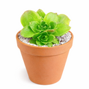 buy sempervivum heuffelii 'fandango' live succulent 2 inch online, clay pot, rare jovibarba heuffelii cultivar with long lime green leaves and bold red margins, fine hair-like cilia leaf detail, architectural rosette form with year-round color interest, thrives outdoors in full sun with excellent drainage, a long-lived heirloom succulent and a unique gift for gardeners and plant collectors alike