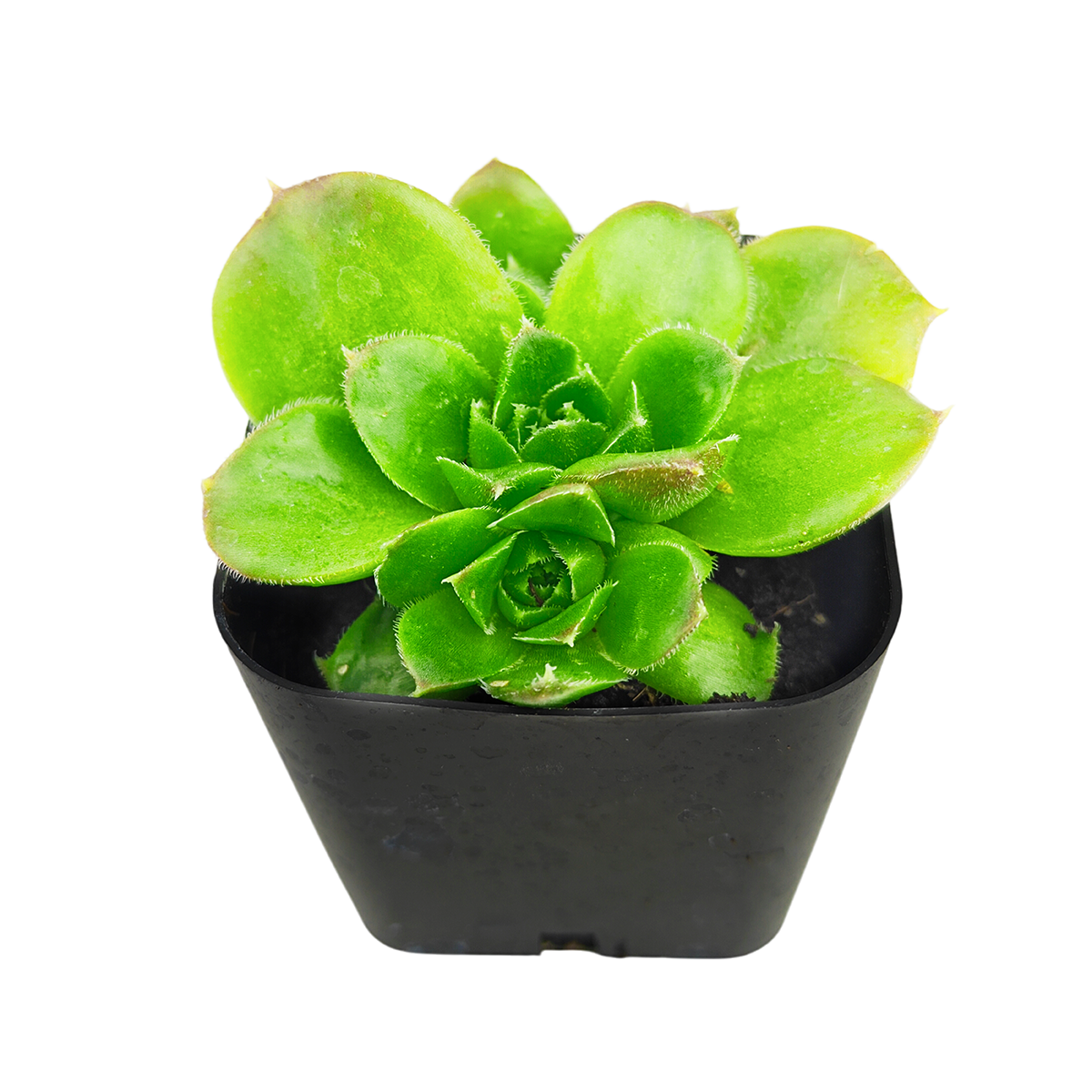 buy sempervivum heuffelii 'fandango' live succulent 2 inch online, clay pot, symmetrical rosette with bold red leaf margins that deepen in cold months, glaucous leathery leaf texture, slow-growing clustering succulent, drought tolerant and frost hardy to minus 30 degrees, ideal for a rustic alpine terrace or container arrangement, a striking living gift for plant collectors