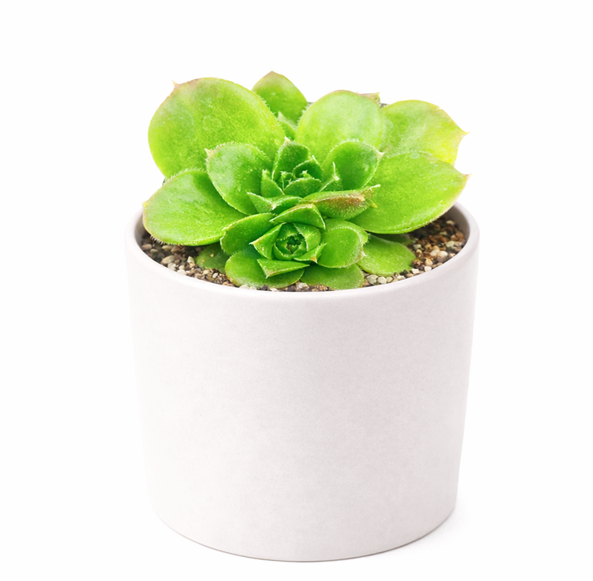buy sempervivum heuffelii 'fandango' live succulent 2 inch online, clay pot, rare jovibarba heuffelii cultivar with long lime green leaves and bold red margins, fine hair-like cilia leaf detail, architectural rosette form with year-round color interest, thrives outdoors in full sun with excellent drainage, a long-lived heirloom succulent and a unique gift for gardeners and plant collectors alike