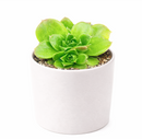 buy sempervivum heuffelii 'fandango' live succulent 2 inch online, clay pot, rare jovibarba heuffelii cultivar with long lime green leaves and bold red margins, fine hair-like cilia leaf detail, architectural rosette form with year-round color interest, thrives outdoors in full sun with excellent drainage, a long-lived heirloom succulent and a unique gift for gardeners and plant collectors alike