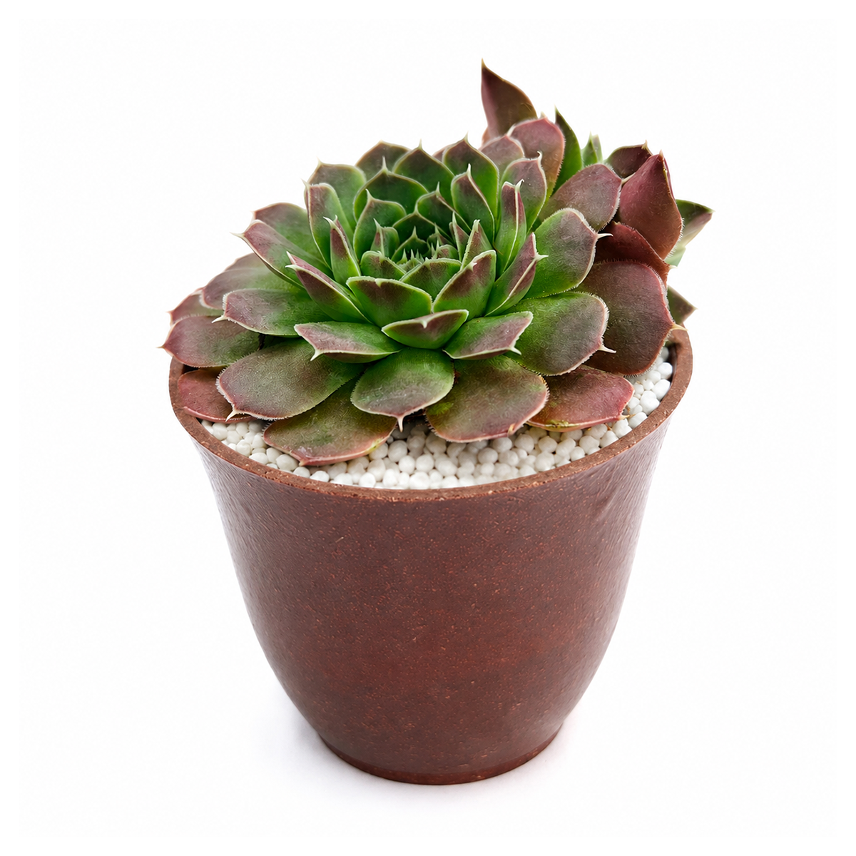 2 inch sempervivum heuffelii 'violet' live succulent for sale, rich violet-purple tones with silvery-white leaf margins creating contrast, dense compact rosette form 2 to 3 inches across, extremely drought tolerant and hardy to freezing temperatures, striking visual texture and color, stunning modern pot centerpiece display, thoughtful gift for hardy plant enthusiasts