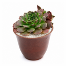2 inch sempervivum heuffelii 'violet' live succulent for sale, deep purple foliage with distinctive rose-violet undertones throughout, tight architectural rosette with symmetrical growth pattern, exceptional cold hardiness down to freezing temperatures, virtually pest-free and disease resistant plant, ideal bright shelf or table display, distinctive gift for alpine succulent plant collectors