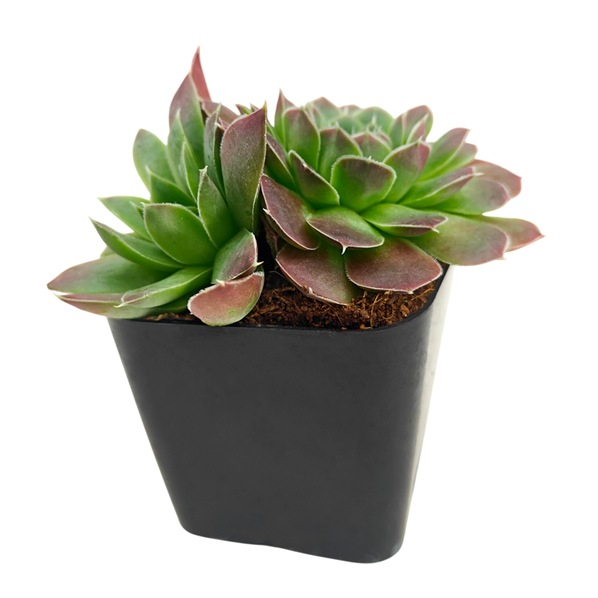 buy sempervivum heuffelii 'violet' live succulent 2 inch online, purple-violet coloration intensifying in cool weather, tight rosette with pointed waxy leaves and subtle gloss, cold hardy evergreen alpine houseplant, low-maintenance and forgiving care requirements, perfect living room shelf accent, memorable succulent gift for plant collectors