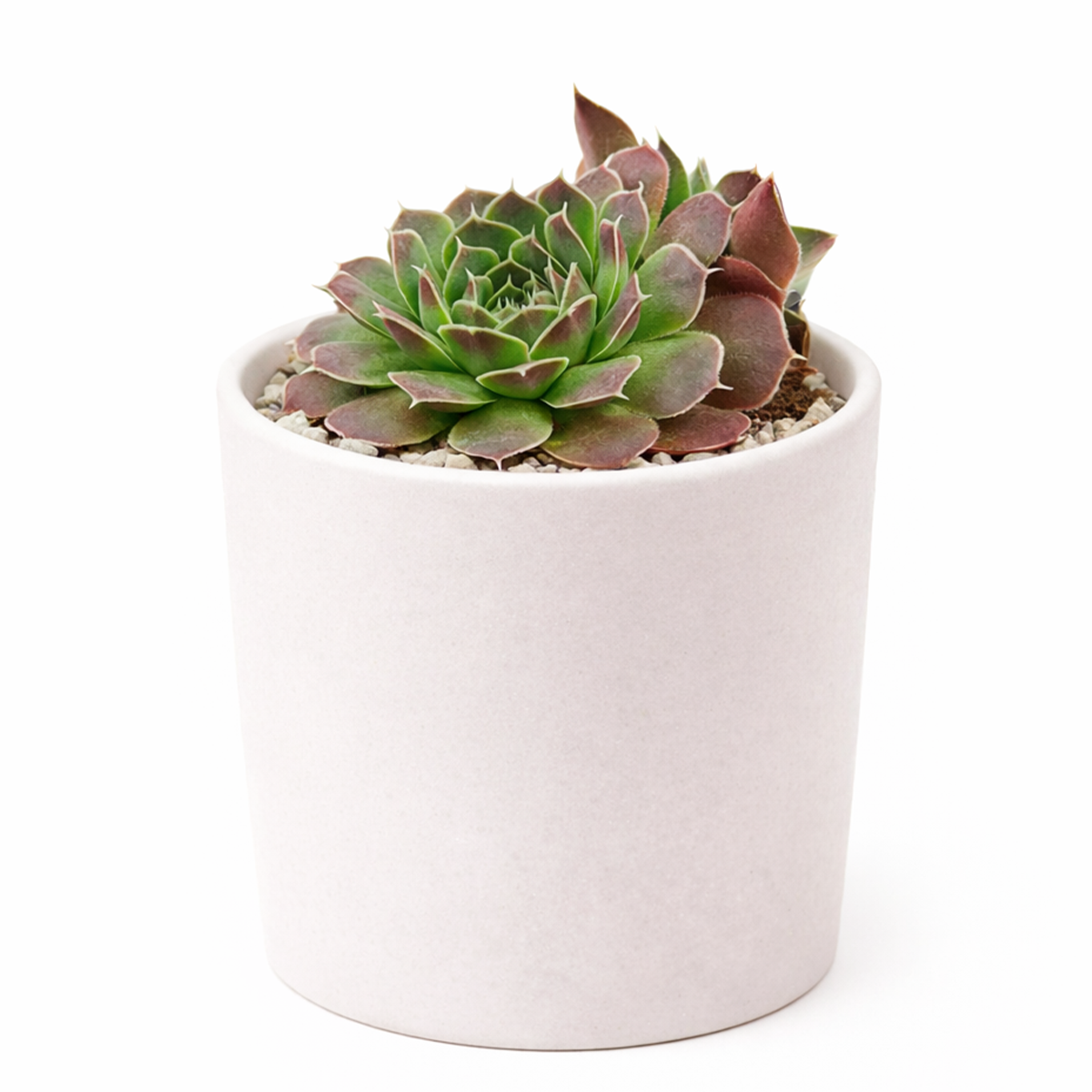 2 inch sempervivum heuffelii 'violet' live succulent for sale, deep purple foliage with distinctive rose-violet undertones throughout, tight architectural rosette with symmetrical growth pattern, exceptional cold hardiness down to freezing temperatures, virtually pest-free and disease resistant plant, ideal bright shelf or table display, distinctive gift for alpine succulent plant collectors