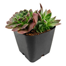 2 inch sempervivum heuffelii 'violet' live succulent for sale, deep purple foliage with distinctive rose-violet undertones throughout, tight architectural rosette with symmetrical growth pattern, exceptional cold hardiness down to freezing temperatures, virtually pest-free and disease resistant plant, ideal bright shelf or table display, distinctive gift for alpine succulent plant collectors