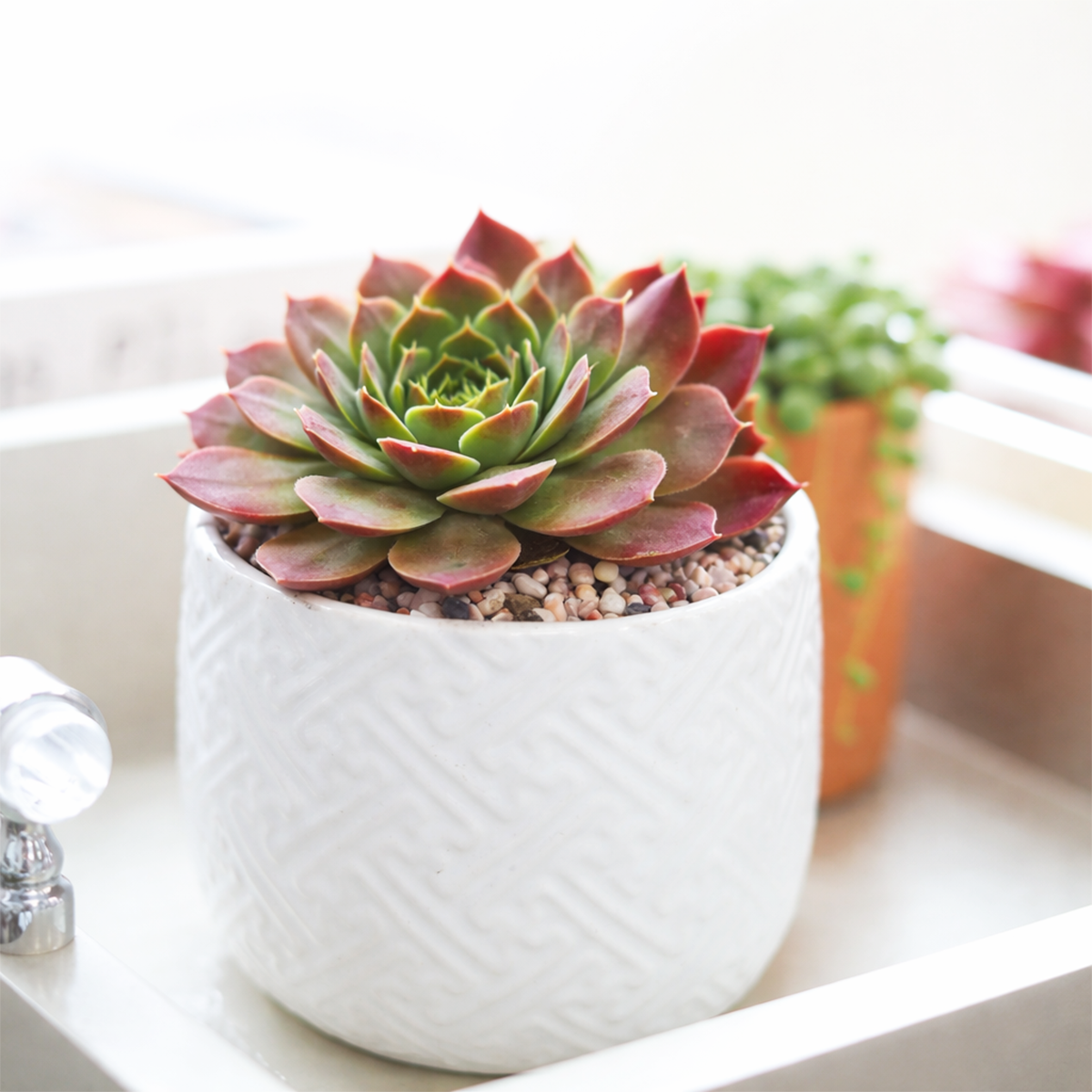 buy sempervivum heuffelii 'violet' live succulent 2 inch online, rich deep purple rosette with blue-green center, fleshy succulent leaves edged in white cilia, slow-growing clustering form, frost hardy and drought tolerant, bold jewel-toned architectural accent for rock gardens and containers, a stunning rare gift for succulent collectors, displayed in a plastic pot