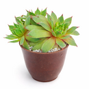 2 inch sempervivum tectorum 'sunset' live succulent for sale, vibrant warm-toned rosette with pointed green and red fleshy leaves, low-growing mat-forming clustering growth spreading with offsets, vivid color display through seasons especially in cooler months, pet-friendly and ultra-low maintenance, versatile decor plant for outdoor containers, rockeries, or indoor bright windowsills, a perfect starter succulent gift for any occasion in a clay pot