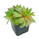 2 inch sempervivum tectorum 'sunset' live succulent for sale, vibrant warm-toned rosette with pointed green and red fleshy leaves, low-growing mat-forming clustering growth spreading with offsets, vivid color display through seasons especially in cooler months, pet-friendly and ultra-low maintenance, versatile decor plant for outdoor containers, rockeries, or indoor bright windowsills, a perfect starter succulent gift for any occasion in a clay pot