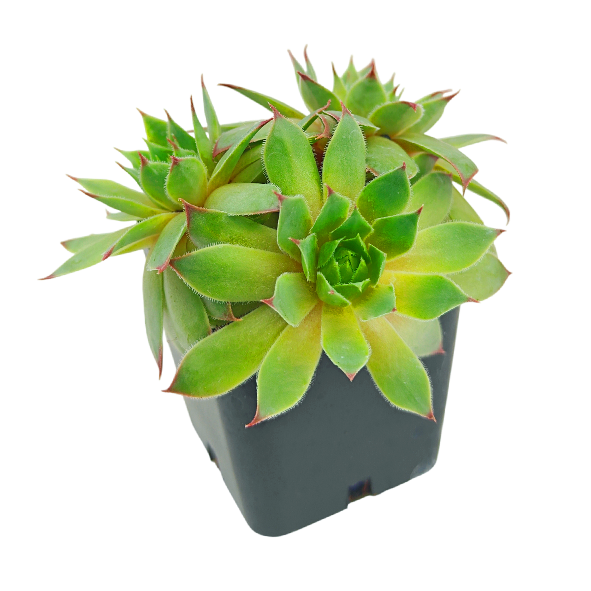 buy sempervivum tectorum 'sunset' live succulent 2 inch online, warm orange-red and green symmetrical rosette with pointed succulent leaves, spreading hens and chicks clustering form, vibrant color intensifies with full sun exposure, cold hardy and low water needs, bold geometric decor accent for shelves or outdoor containers, a thoughtful gift for succulent enthusiasts in a white modern pot