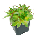 2 inch sempervivum tectorum 'sunset' live succulent for sale, vibrant warm-toned rosette with pointed green and red fleshy leaves, low-growing mat-forming clustering growth spreading with offsets, vivid color display through seasons especially in cooler months, pet-friendly and ultra-low maintenance, versatile decor plant for outdoor containers, rockeries, or indoor bright windowsills, a perfect starter succulent gift for any occasion in a clay pot