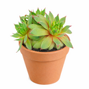 2 inch sempervivum tectorum 'sunset' live succulent for sale, vibrant warm-toned rosette with pointed green and red fleshy leaves, low-growing mat-forming clustering growth spreading with offsets, vivid color display through seasons especially in cooler months, pet-friendly and ultra-low maintenance, versatile decor plant for outdoor containers, rockeries, or indoor bright windowsills, a perfect starter succulent gift for any occasion in a clay pot