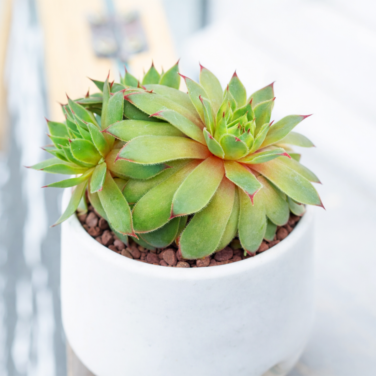 buy sempervivum tectorum 'sunset' live succulent 2 inch online, vivid red and green rosette with pointed fleshy leaves, tight symmetrical clustering form, warm burgundy tips intensifying in cool weather, low maintenance and frost hardy, perfect for rock garden or patio decor, a stunning and easy-care gift for plant lovers in a plastic pot