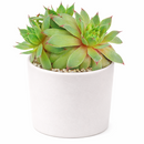 2 inch sempervivum tectorum 'sunset' live succulent for sale, vibrant warm-toned rosette with pointed green and red fleshy leaves, low-growing mat-forming clustering growth spreading with offsets, vivid color display through seasons especially in cooler months, pet-friendly and ultra-low maintenance, versatile decor plant for outdoor containers, rockeries, or indoor bright windowsills, a perfect starter succulent gift for any occasion in a clay pot