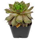 2 inch sempervivum tectorum triste live succulent plant for sale, unique sempervivum triste textured rosette succulent, hardy succulent for cold climate outdoor gardens