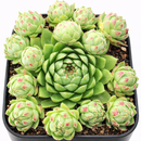 2 inch sempervivum globiferum ssp. hirtum 'borealis' live succulent for sale, small spiky rosette with rich green center leaves fading to warm orange and burgundy at the tips, roller variety with round chicks that naturally detach and root independently, evergreen habit with seasonal color shifts through spring and summer, thrives in gritty well-draining soil with full sun exposure, eye-catching detail plant for a rock garden, green roof, or container garden, a unique and lasting gift for collectors of rare