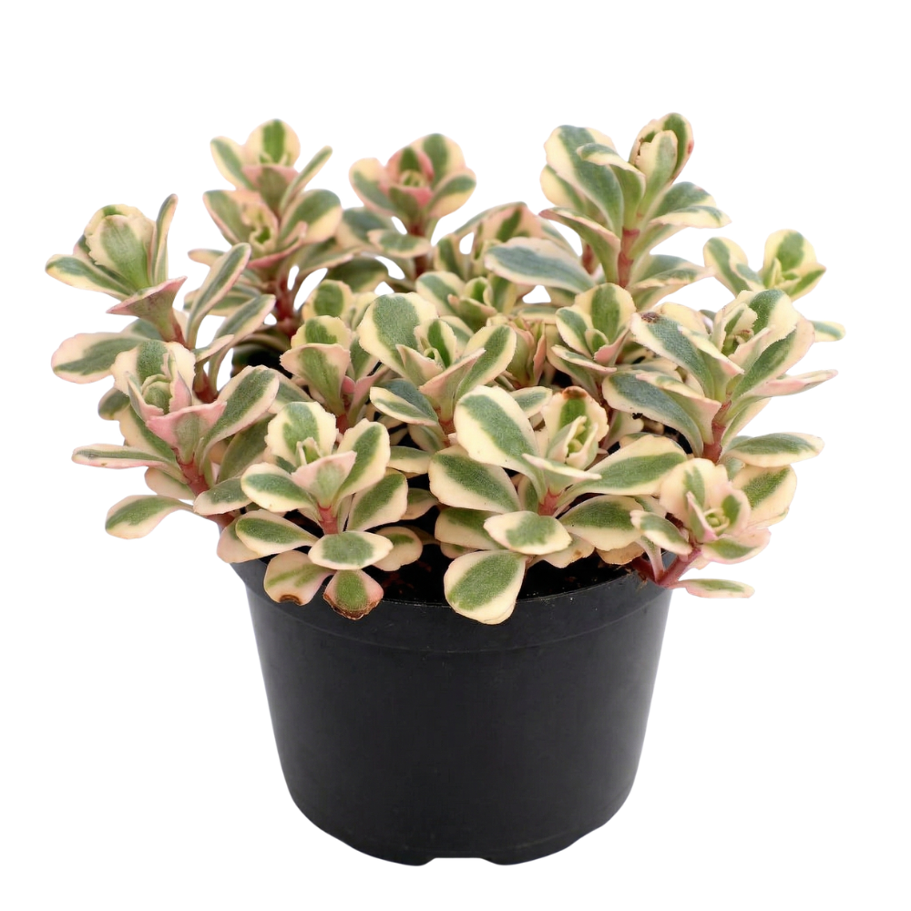 2 inch sedum spurium 'fool's gold' live succulent for sale, dense mat-forming low succulent with layered fleshy leaves, vivid cream pink and green variegation, white modern pot styling, easy care and frost tolerant, fresh minimalist home decor accent, ideal housewarming or garden gift