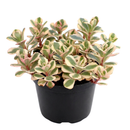 buy sedum spurium 'fool's gold' live succulent 2 inch online, colorful spreading ground cover succulent, thin flexible variegated foliage, bamboo pot presentation, drought resistant and cold hardy to zone 3, natural bohemian decor statement plant, a delightful gift for any plant lover