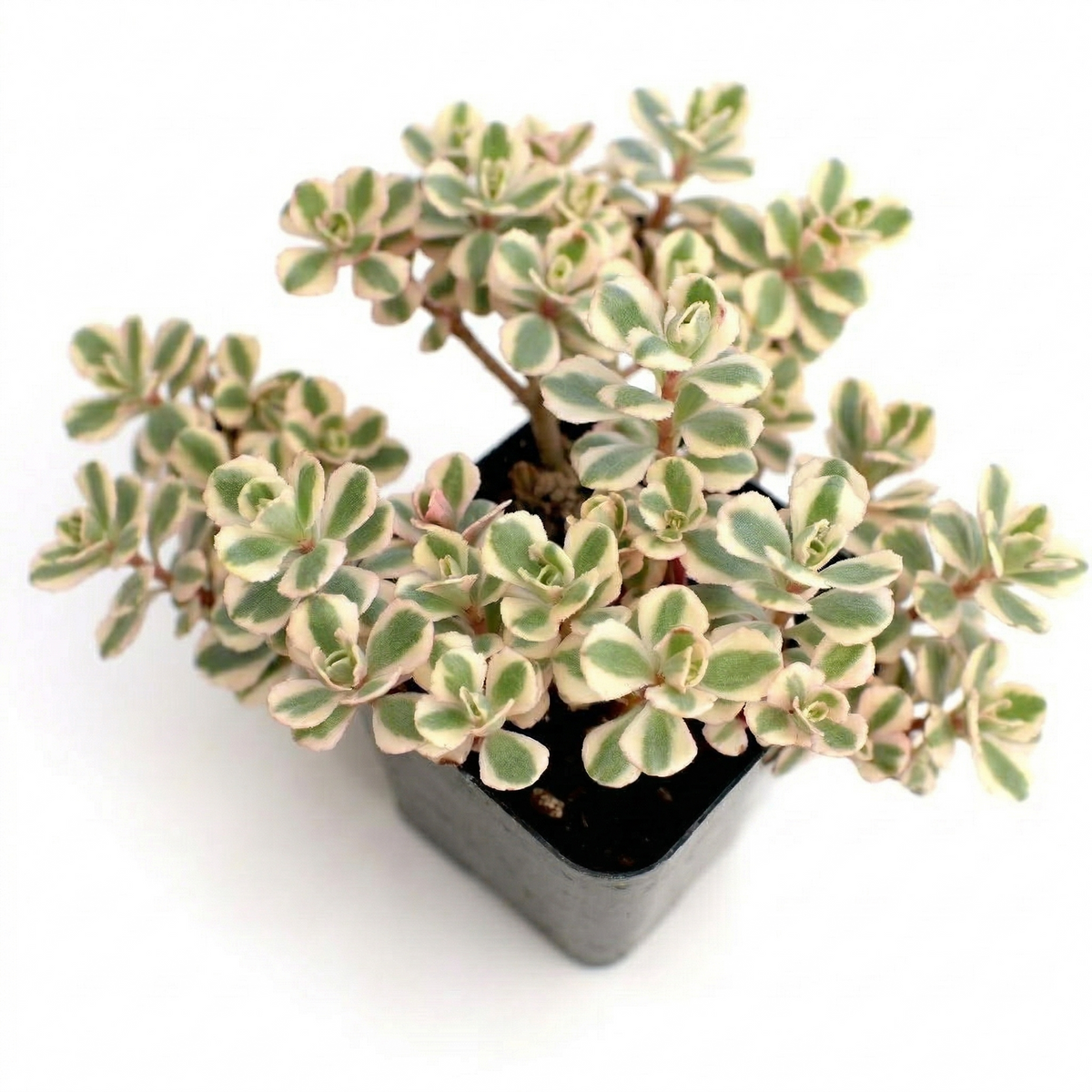 buy sedum spurium 'fool's gold' live succulent 2 inch online, creeping stems with small rounded succulent leaves, variegated striped foliage in warm tones, clay pot presentation, tolerates drought and poor soil, versatile indoor and outdoor plant, great gift for beginners and collectors alike