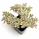 buy sedum spurium 'fool's gold' live succulent 2 inch online, colorful spreading ground cover succulent, thin flexible variegated foliage, bamboo pot presentation, drought resistant and cold hardy to zone 3, natural bohemian decor statement plant, a delightful gift for any plant lover