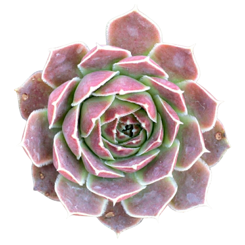 buy sempervivum heuffelii 'pink skies' live succulent 2 inch online, soft pink rosette with white-ciliated leaf edges, thick pointed geometric leaves, color-intensifying in cool temps, dense clumping growth habit, no trailing habit, architectural alpine accent for sunny container displays, a unique cold-hardy succulent gift for plant collectors
