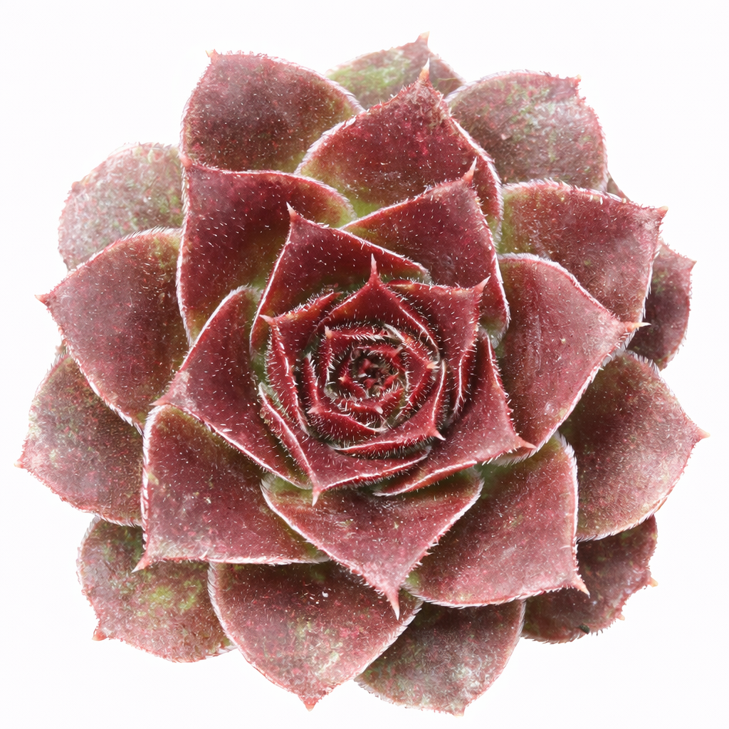buy Sempervivum heuffelii 'Toronto' live succulent 2 inch online, deep wine red symmetrical rosette, thick fleshy pointed leaves, slow-growing