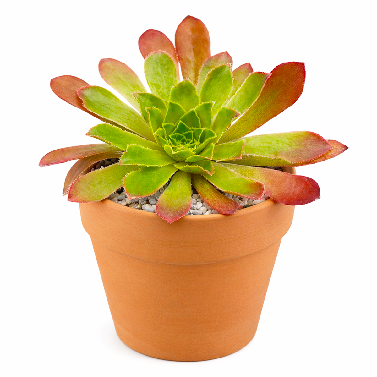 2 inch semponium 'sienna' live succulent for sale, glowing sienna-rust coloration with distinctive soft silvery-gray leaf coating, petite mounding form with tightly clustered fleshy leaves, naturally slow growing long-lived indoor plant, prefers bright light and lean watering schedule, perfect modern office desk plant display, unique rare plant gift idea