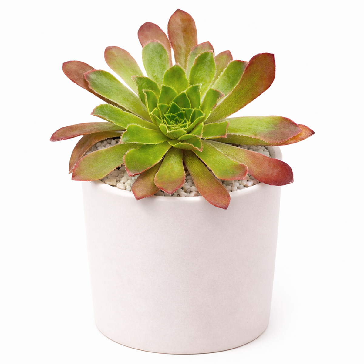 buy semponium 'sienna' live succulent 2 inch online, warm spiced-burgundy tones throughout thick textured foliage, compact rosette structure with elegant layered leaf arrangement, exceptionally cold hardy frost resistant cultivar, needs minimal supplemental care once established, ideal decorative living room accent plant, wonderful distinctive succulent gift