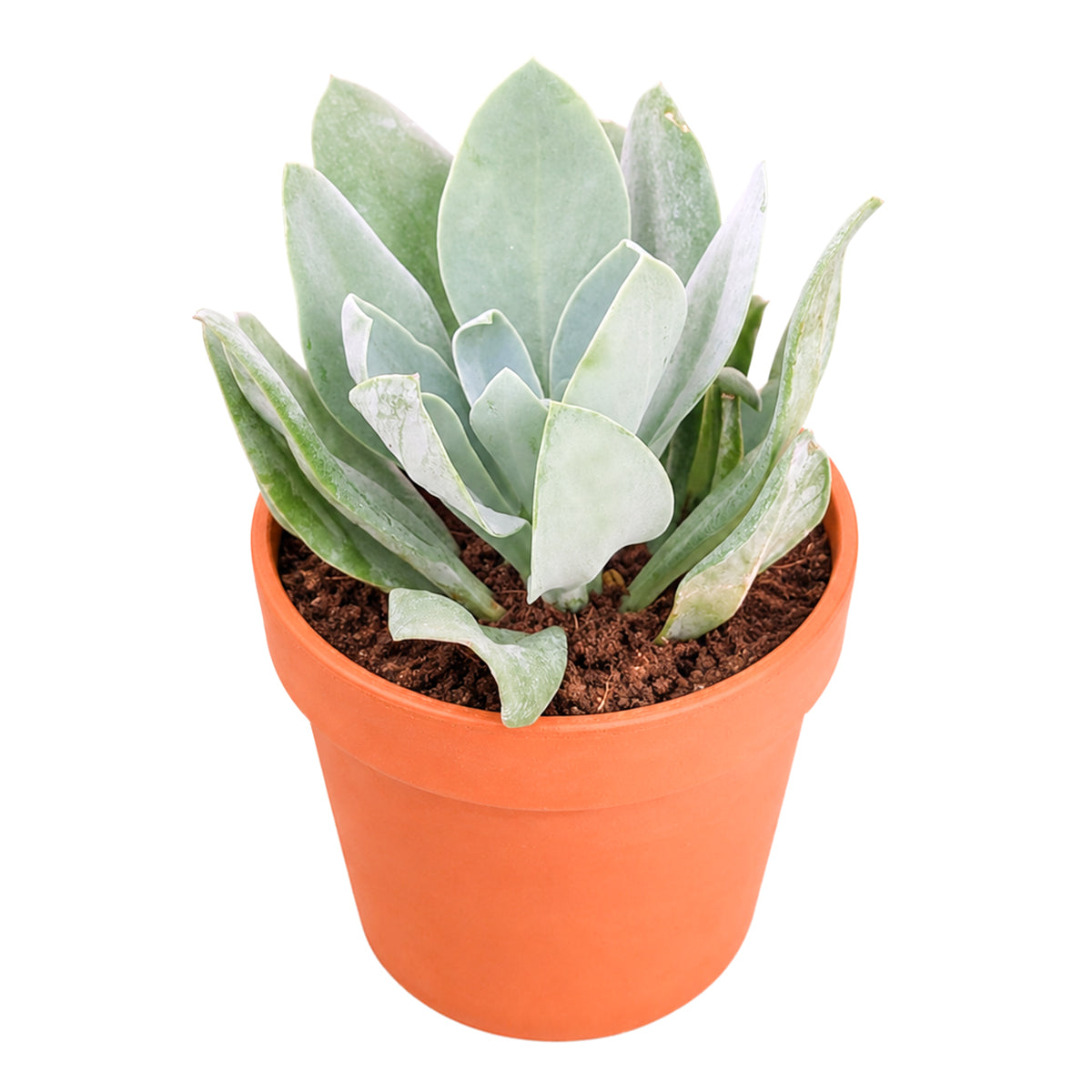2" Senecio cephalophorus 'Mountain Fire' for sale. Known for its dramatic foliage colors and unique growth habit, this eye-catching succulent brings vibrant contrast and texture to any plant display. It grows best in bright conditions with a fast-draining succulent mix and minimal watering. Perfect for windowsills, patio planters, or thoughtful gifts for succulent lovers.