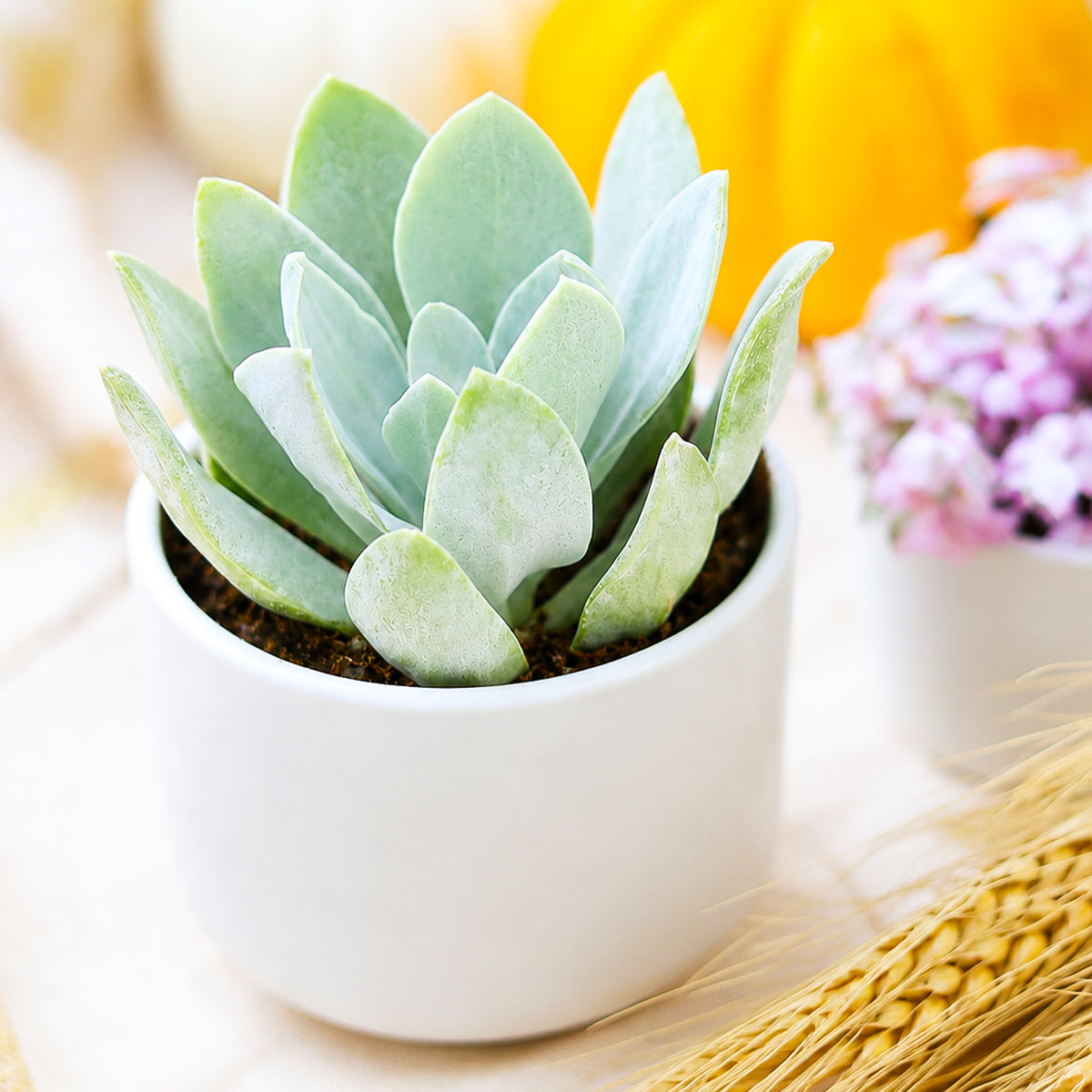 Buy 2" Senecio cephalophorus 'Mountain Fire' online. This striking succulent features compact stems topped with fleshy blue-green leaves that develop fiery red and orange tones in bright sunlight. It thrives in full sun with well-draining soil and occasional watering. A bold addition to succulent collections, rock gardens, or decorative containers.
