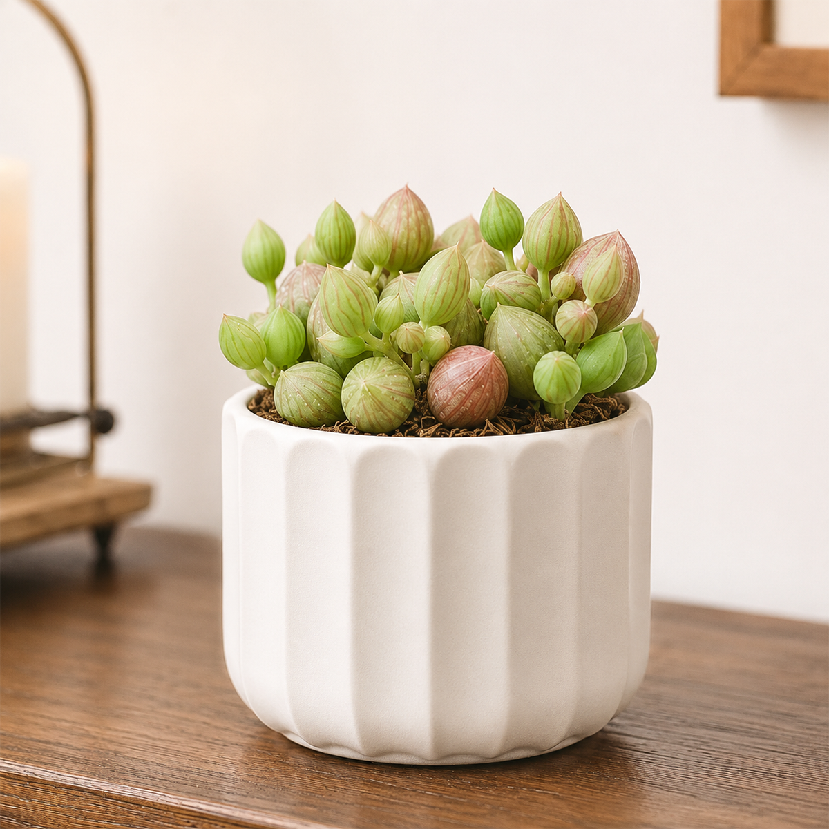 buy Senecio herreanus - String of Watermelons 2 inch online, watermelon bead succulent, hanging succulent houseplant, ornamental trailing succulent, drought tolerant succulent plant, low maintenance indoor succulent, decorative hanging basket plant, unique bead shaped succulent leaves