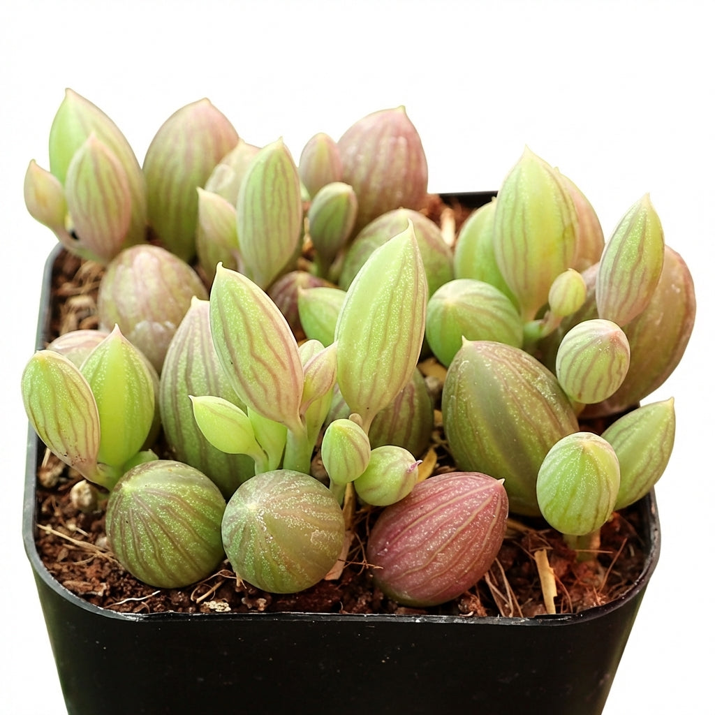 4 inch senecio herreanus string of watermelons live succulent for sale, side profile showing long pendant stems hanging gracefully from white modern pot, small cinnamon-scented white blooms visible among bead-like foliage, evergreen perennial succule
