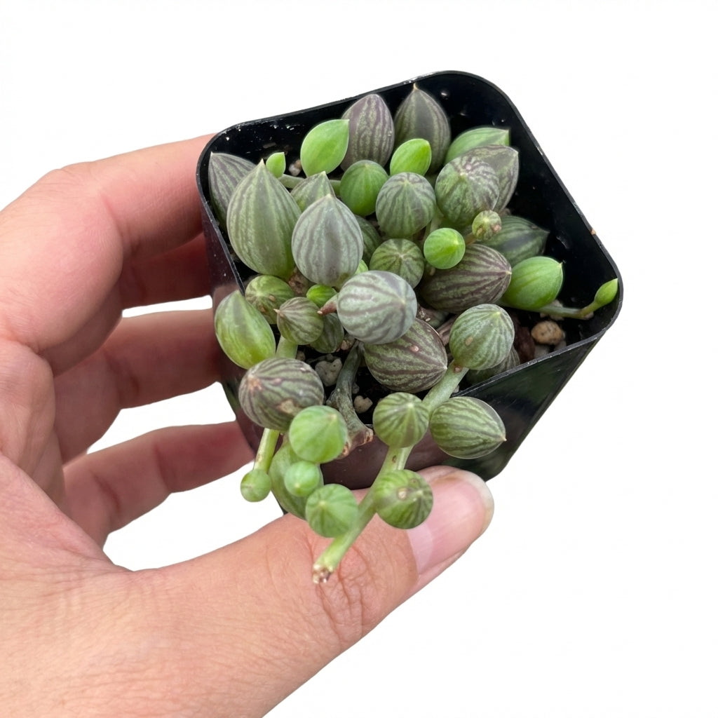 buy senecio herreanus string of watermelons live succulent 2 inch online, starter plant with fresh new trailing growth emerging from plastic nursery pot, oval fleshy leaves with purple watermelon stripes, slow to moderate grower, drought tolerant and