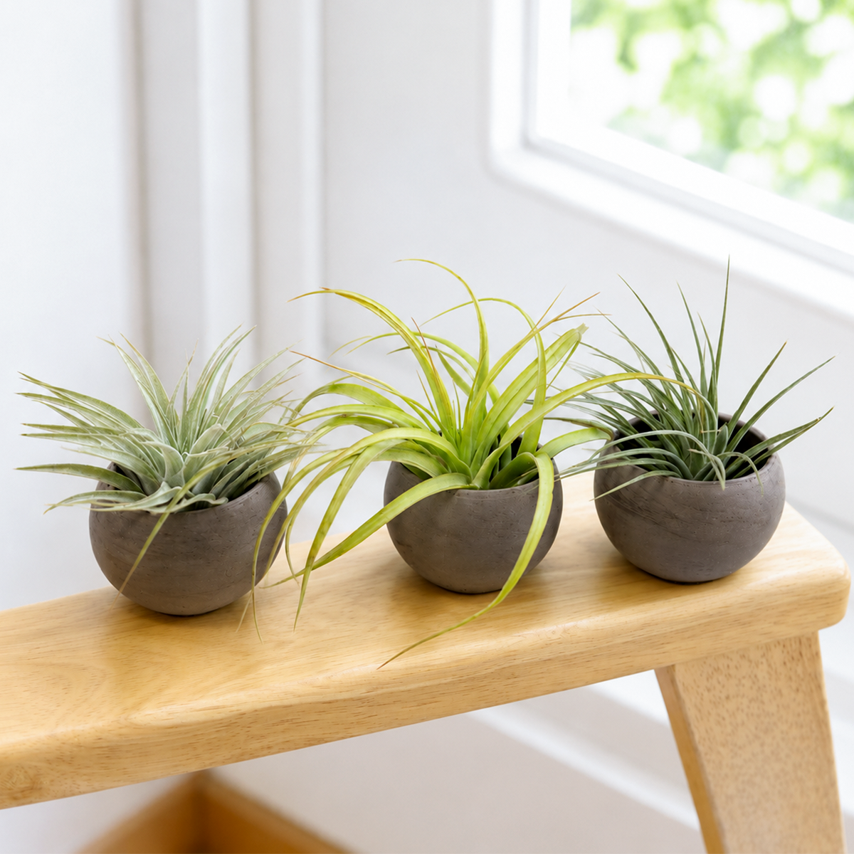 buy Set of 3 Premium Tillandsia Air Plants in Charcoal Clay Pots live air plant 3 assorted premium plants online, sculptural rosette-forming green and silver-toned foliage with trichome-covered textured leaves, upright architectural growth habit reaching 6 to 9 inches tall, capable of blushing vibrant pink or red when approaching bloom, low maintenance soil-free epiphyte that needs only weekly soaking