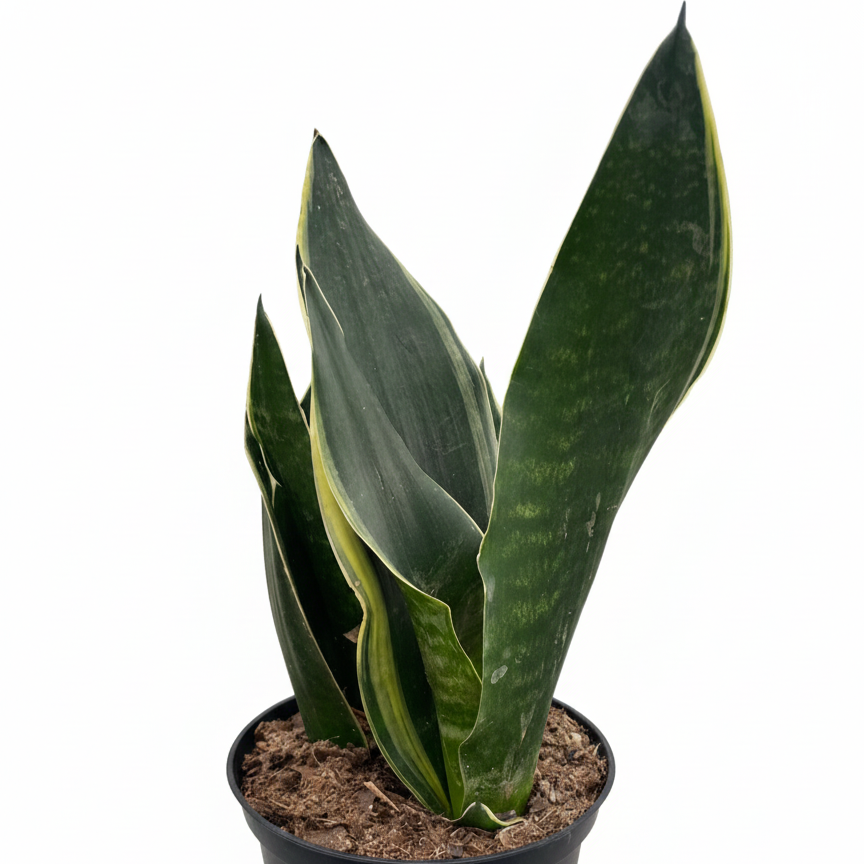 6" pot snake 'fabi' sansevieria live houseplant for sale, dark green banding with pale yellow leaf margins, stiff canoe-shaped leaves curving inward, upright clumping growth habit, air-purifying and low-light adaptable, striking floor plant for contemporary living rooms, thoughtful housewarming gift for any skill level