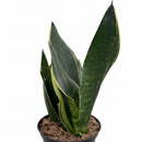 6" pot snake 'fabi' sansevieria live houseplant for sale, rich dark green banded leaves edged in creamy white to pale yellow, thick succulent canoe-shaped foliage with slight inward curve, slow-growing and well suited to pots and containers, highly resilient and pest-hardy with minimal care needs, bold architectural accent for entryways and living spaces, an impressive and lasting gift for any plant enthusiast