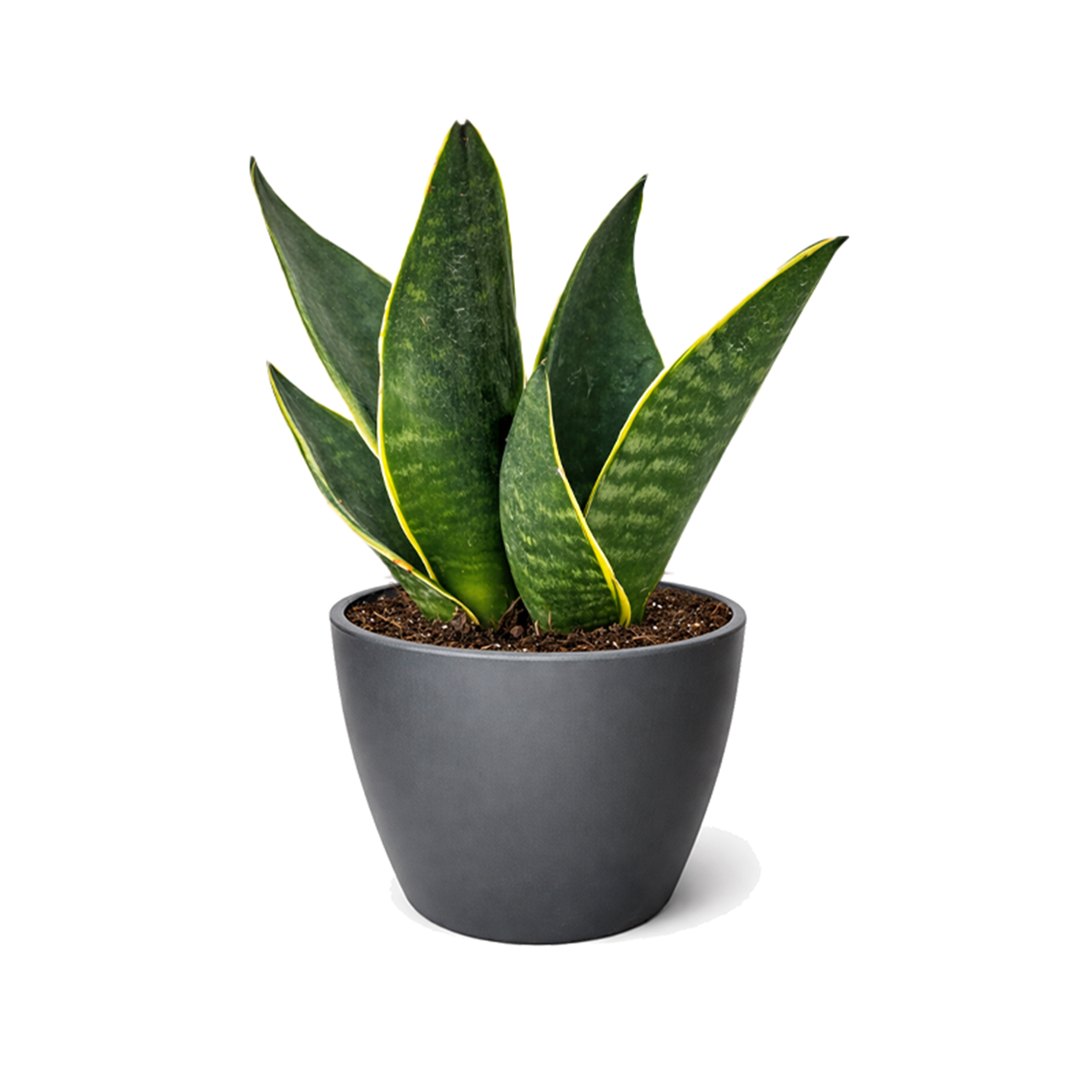 buy snake 'fabi' sansevieria live houseplant 4" pot online, very dark green sword-like leaves with narrow creamy yellow edges, slightly canoe-shaped leaf profile, compact narrow grower perfect for small spaces, drought tolerant and low humidity adaptable, modern desk or shelf accent with year-round visual interest, great starter plant gift for beginners
