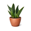 6" pot snake 'fabi' sansevieria live houseplant for sale, rich dark green banded leaves edged in creamy white to pale yellow, thick succulent canoe-shaped foliage with slight inward curve, slow-growing and well suited to pots and containers, highly resilient and pest-hardy with minimal care needs, bold architectural accent for entryways and living spaces, an impressive and lasting gift for any plant enthusiast