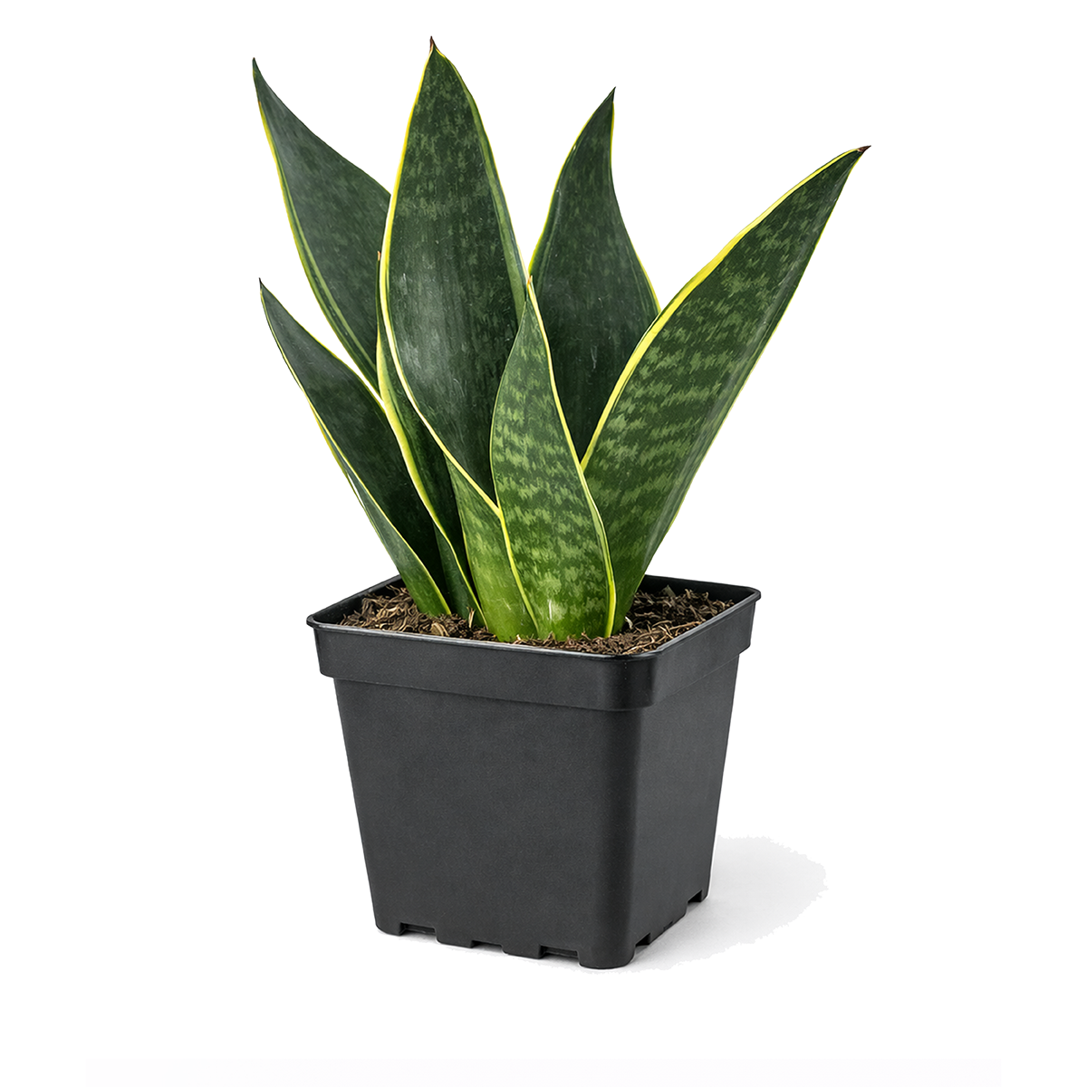 6" pot snake 'fabi' sansevieria live houseplant for sale, bold dark green leaves with subtle horizontal striping and pale margins, sturdy upright architectural form, slow-growing and container-friendly, highly tolerant of dry indoor air and low light, dramatic focal point in minimalist or boho interiors, elegant plant gift that lasts for years